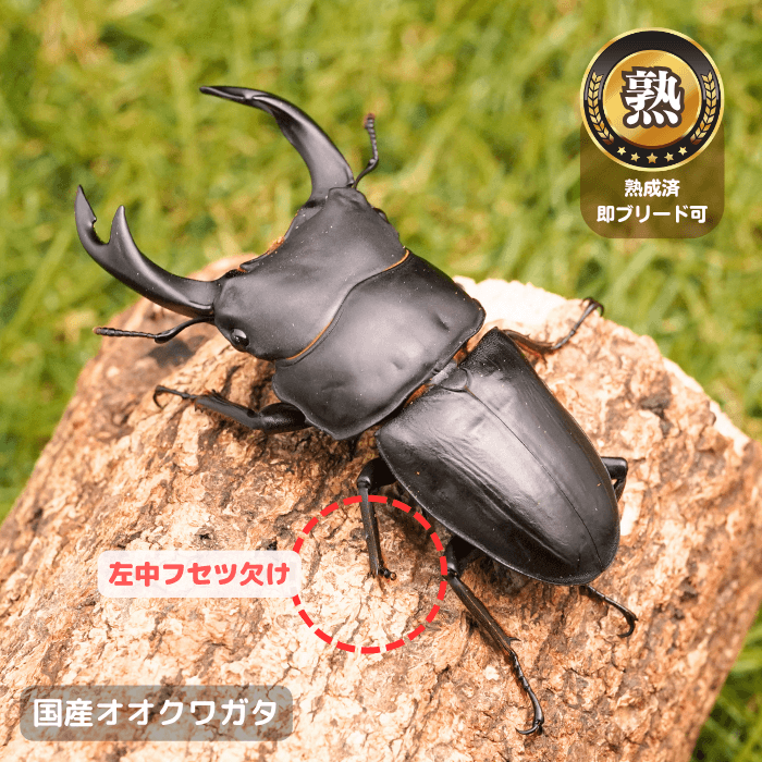 国産オオクワガタ単品B品オス70mmUP(左中フセツ欠け)（産地不明）累代CB※成熟済み(虫)