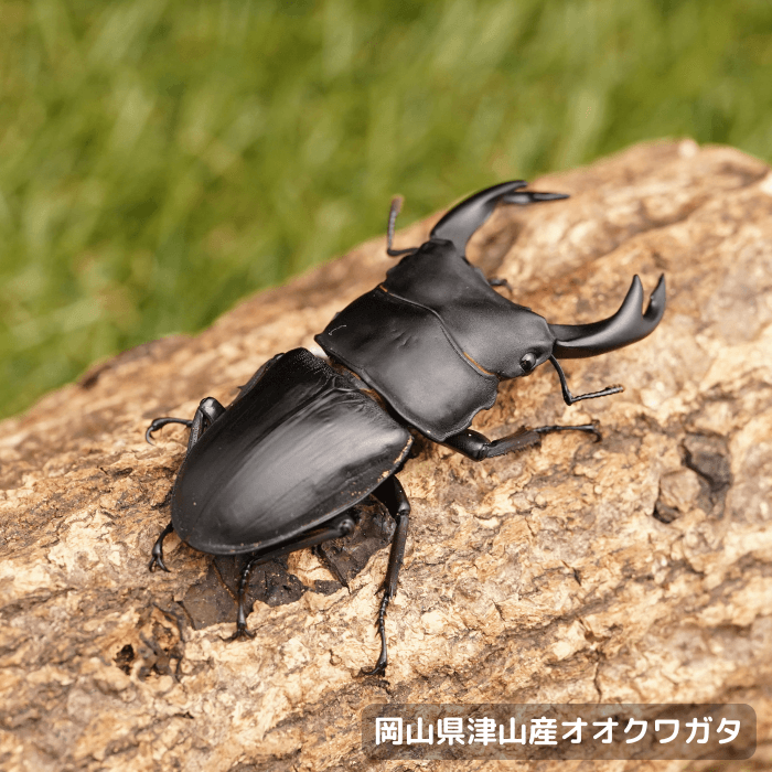 岡山県津山産オオクワガタペアオス60mmUP 累代CB(虫)