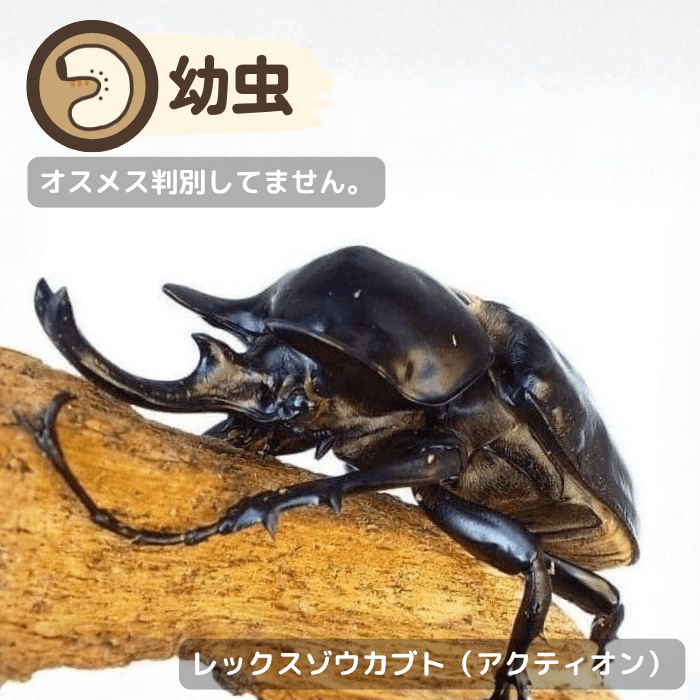 レックスゾウカブト（アクティオン）幼虫(イキトス産) 累代CBF1(虫)