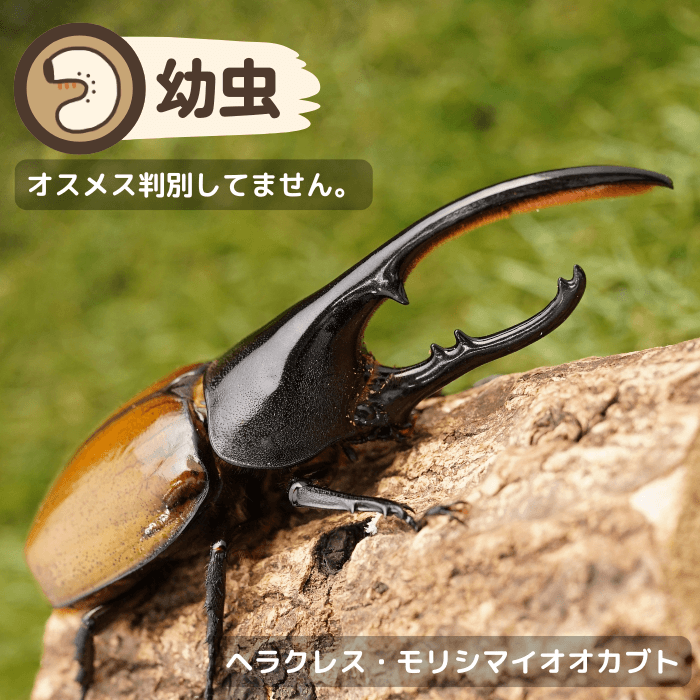 ヘラクレス・モリシマイオオカブト幼虫（チャバレ産）累代CBF1(虫)