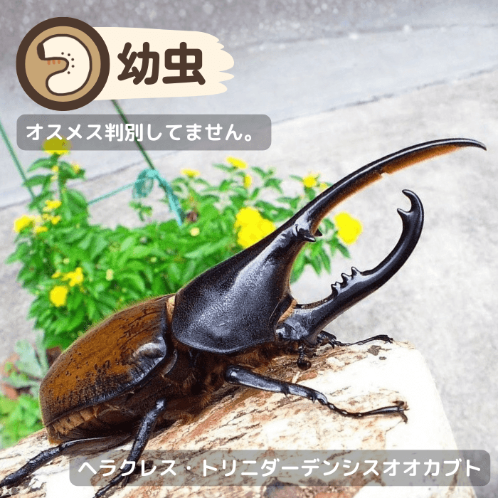 ヘラクレス・トリニダーデンシスオオカブト幼虫（トバコ産）累代CBF1(虫)
