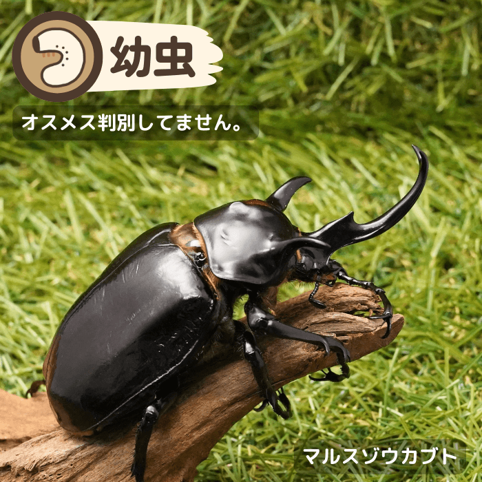 マルスゾウカブト幼虫（ペルー産）累代CBF1(虫)