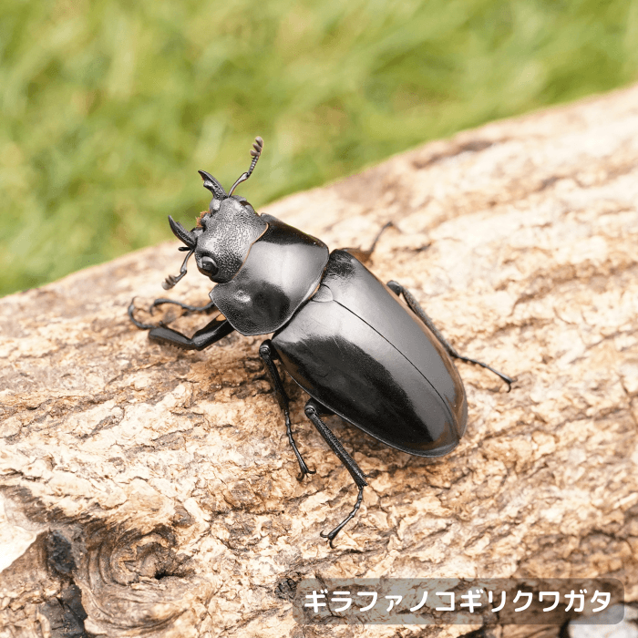 ギラファノコギリクワガタ単品メス45mmUP（東ジャワ産）累代CB(虫)