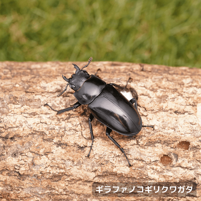 ギラファノコギリクワガタ単品メス40mmUP（東ジャワ産）累代WD(虫)