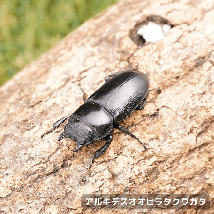 アルキデスオオヒラタクワガタ単品メス30mmUP（アチェ産）累代WD(虫)