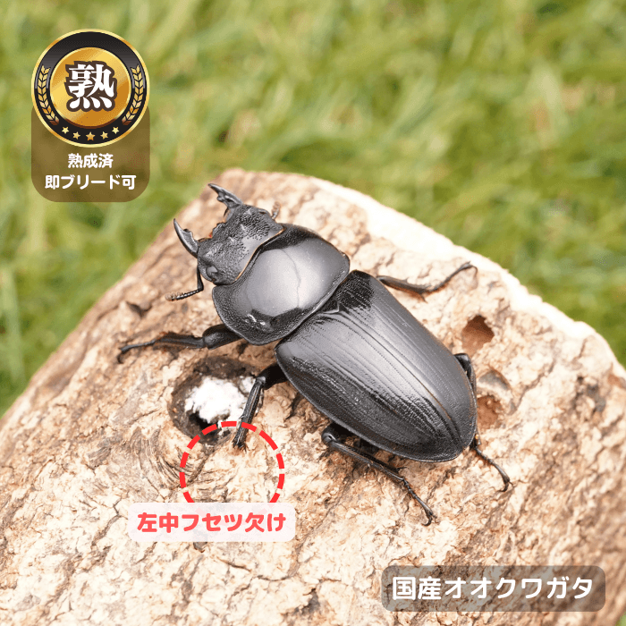 国産オオクワガタ単品B品メス45mm(左中フセツ欠け)（産地不明）累代CB※成熟済み(虫)
