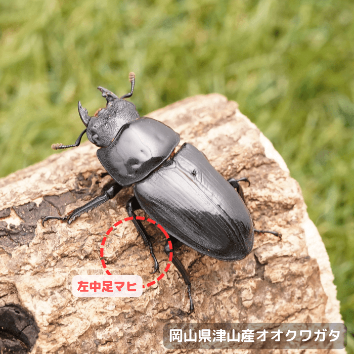 岡山県津山産オオクワガタ単品B品メス45mmUP(左中足マヒ)累代CB(虫)