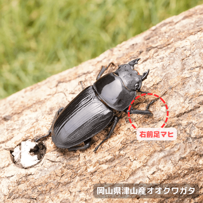 岡山県津山産オオクワガタ単品B品メス40mmUP(右前足マヒ)累代CB(虫)