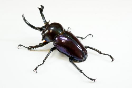 ニジイロクワガタ 紫紺系 – HAWAIIAN BEETLE