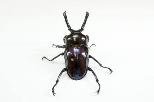 【専用出品】・よろいのきし・キングレオ・カンダタこぶん カラーペイント 月夜野きのこ園クワガタ菌床販売部 / 紫紺ニジイロクワガタペア