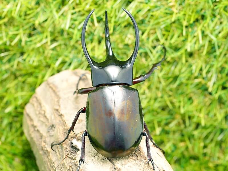 月夜野きのこ園クワガタ菌床販売部 / コーカサスオオカブト単品B