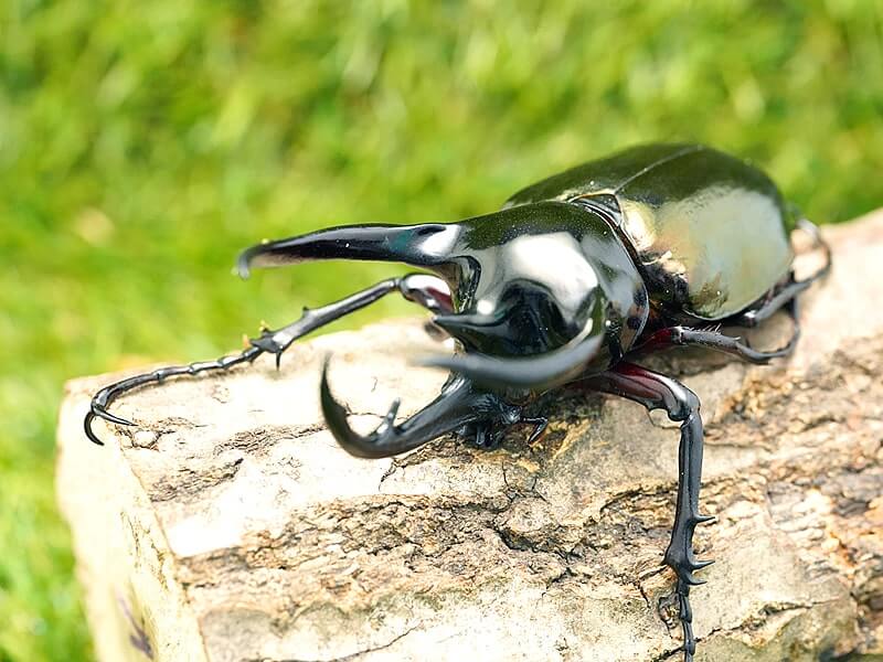 月夜野きのこ園クワガタ菌床販売部 / コーカサスオオカブト単品オス90mmUP(ジャワ産)累代WD(虫)