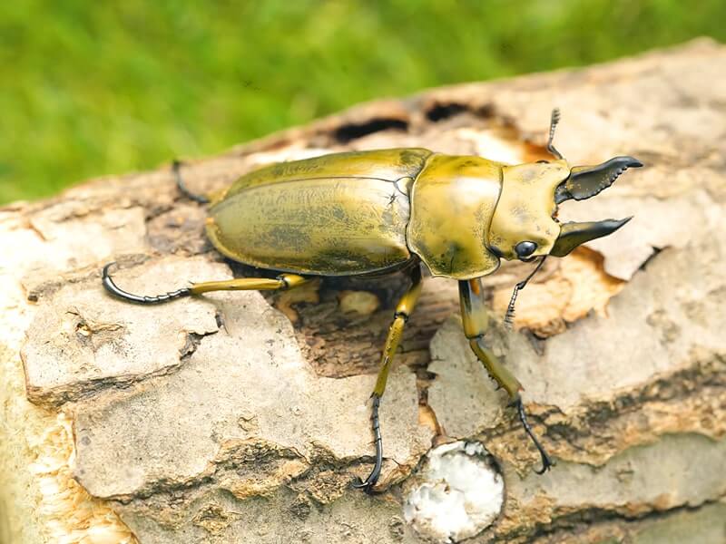 A.ローゼンベルク オオゴンオニクワガタ雄78㍉野外品 【公式通販】