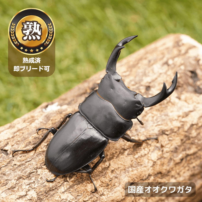 国産オオクワガタ単品オス70mmUP（産地不明）累代CB※成熟済み(虫)
