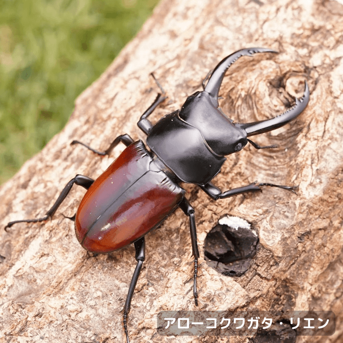アローコクワガタ・リエンペア オス60mmUP（ベトナム産）累代F2(虫)