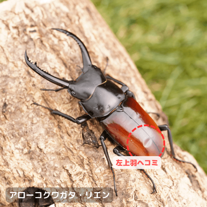 アローコクワガタ・リエンペア B品オス60mmUP(上羽左ヘコミ) A品メス（ベトナム産）累代F2(虫)