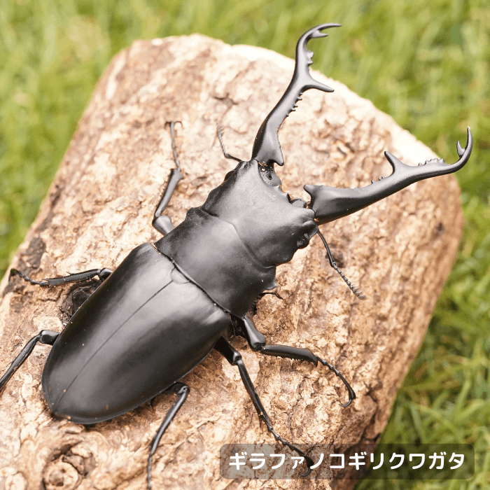 ギラファノコギリクワガタペアオス102mm（フローレス産）累代WF1(虫)