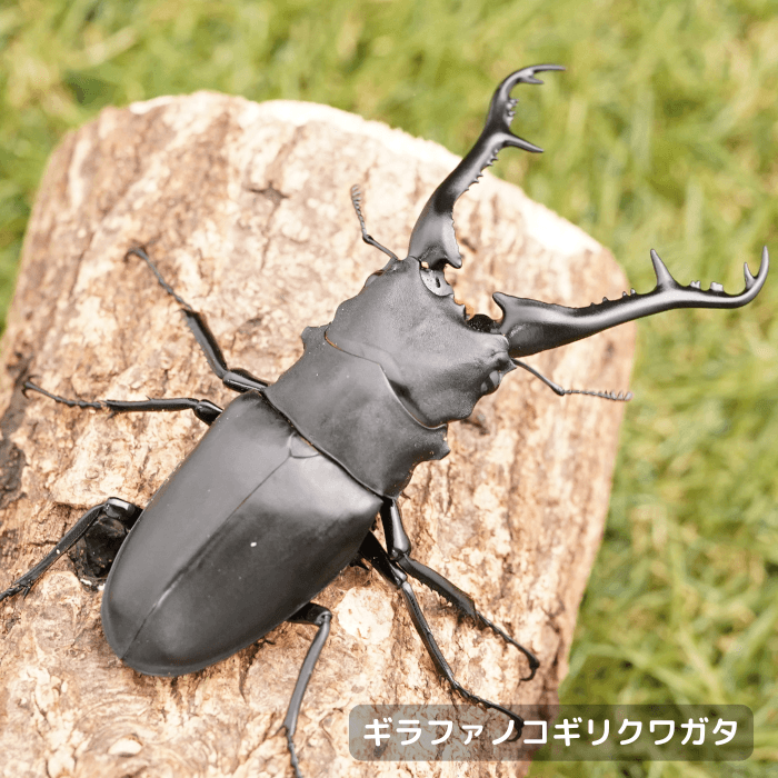 ギラファノコギリクワガタ | クワガタ・カブトムシ飼育情報 | 月夜野