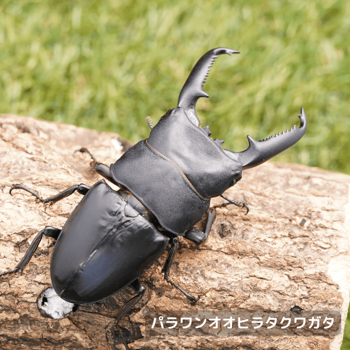 パラワンオオヒラタクワガタペアオス95mm（ガントン産）累代WF2(虫)