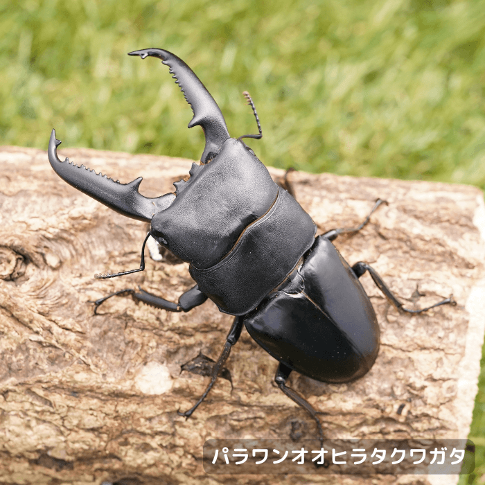 パラワンオオヒラタクワガタペアオス90mmUP（ガントン産）累代WF2(虫)