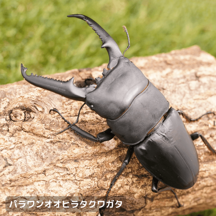 パラワンオオヒラタクワガタペアオス103mm（ガントン産）累代WF2(虫)