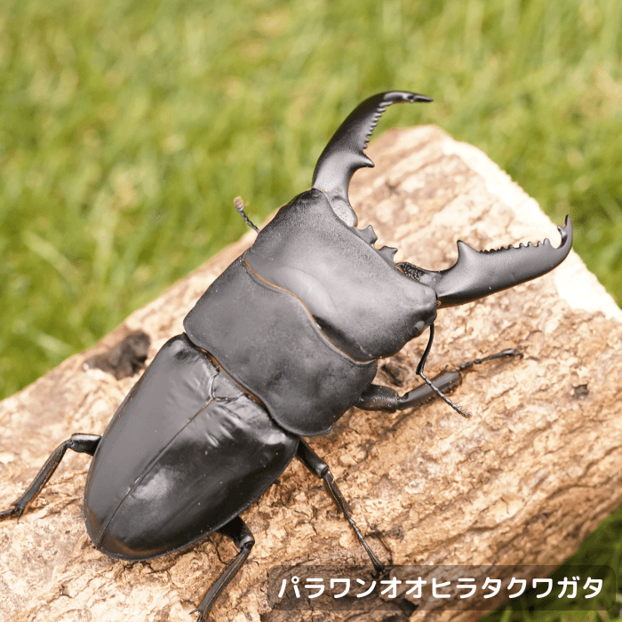 パラワンオオヒラタクワガタペアオス100mm（ガントン産）累代WF2(虫)