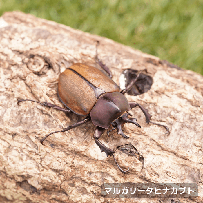 マルガリータヒナカブトペアオス40mmUP（ブラジル産）累代CBF1(虫)