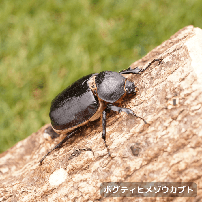 ボグティヒメゾウカブト単品メス40mmUP（メキシコ産）累代CBF1(虫)