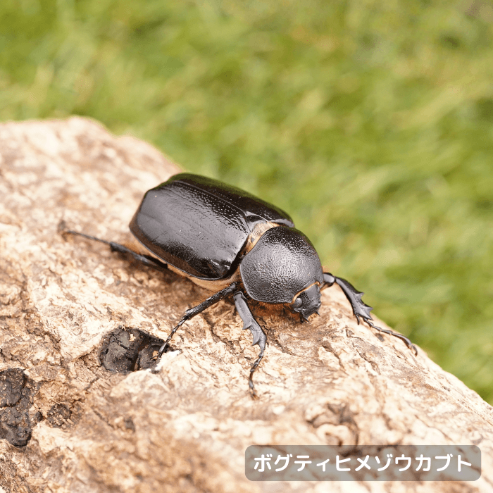 ボグティヒメゾウカブト単品メス35mmUP（メキシコ産）累代CBF1(虫)
