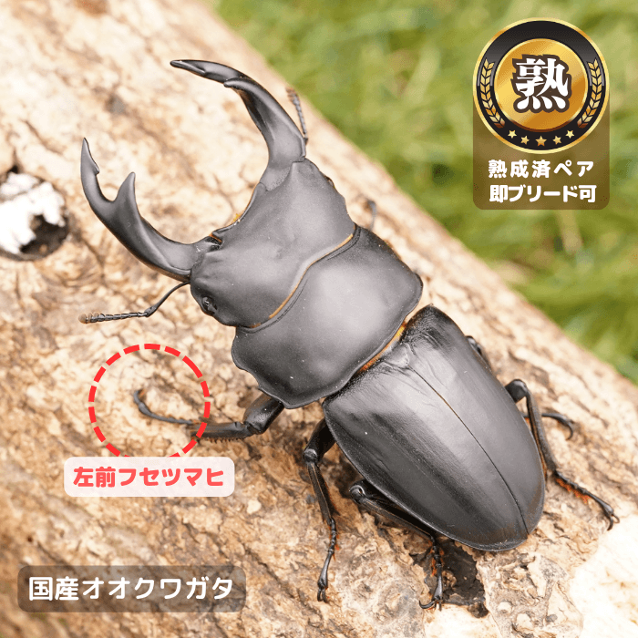 国産オオクワガタ単品B品オス72.5mmUP(左前フセツマヒ)（産地不明）累代CB※成熟済み(虫)