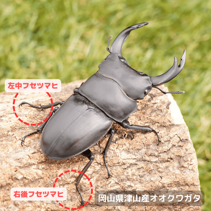 岡山県津山産オオクワガタ単品B品オス70mmUP(左中フセツマヒ,右後フセツマヒ) 累代CB※成熟済み(虫)