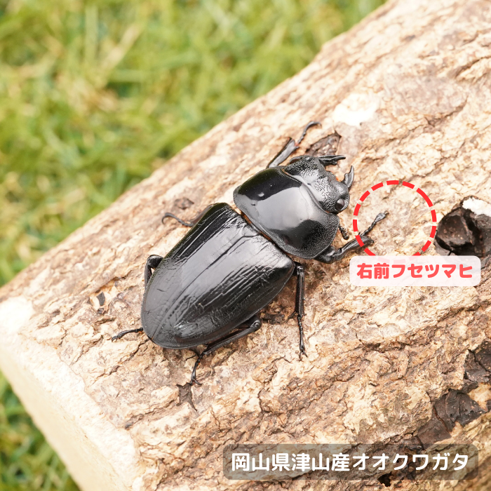 岡山県津山産オオクワガタ単品B品メス45mmUP(右前フセツマヒ) 累代CB※成熟済み(虫)