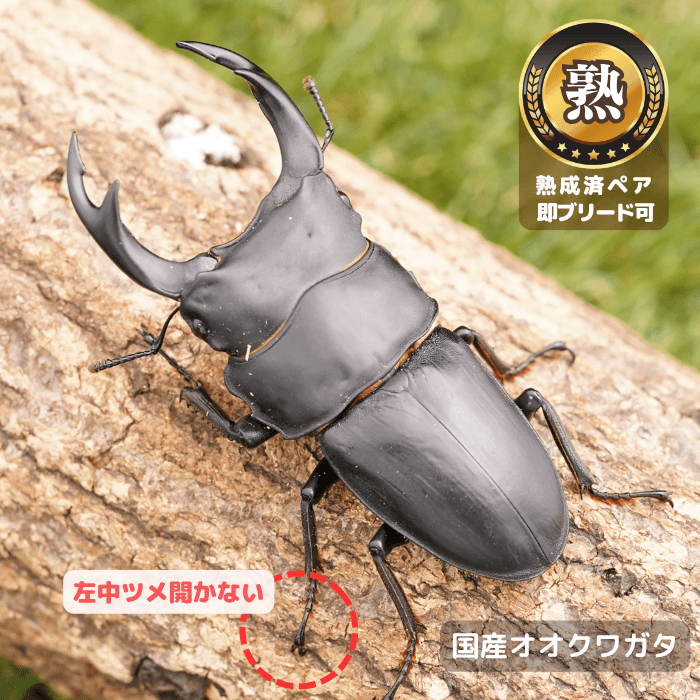 国産オオクワガタ単品B品オス72.5mmUP(左中ツメ開かない)（産地不明）累代CB※成熟済み(虫)