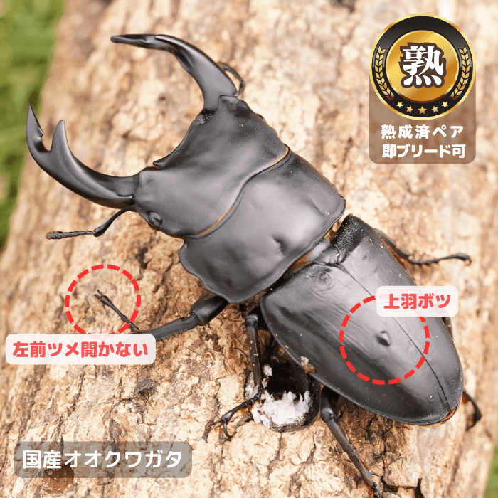 国産オオクワガタ単品B品オス75mmUP(上羽ボツ有,左前ツメ開かない)（産地不明）累代CB※成熟済み(虫)