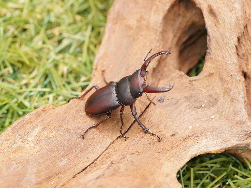 【発送日限定】大型メリディオナリスコクワガタ成虫♂45mmペア