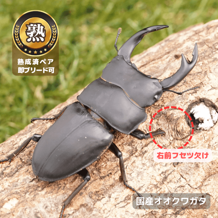 国産オオクワガタ単品B品オス72.5mmUP(右前フセツ欠け)（産地不明）累代CB※成熟済み(虫)