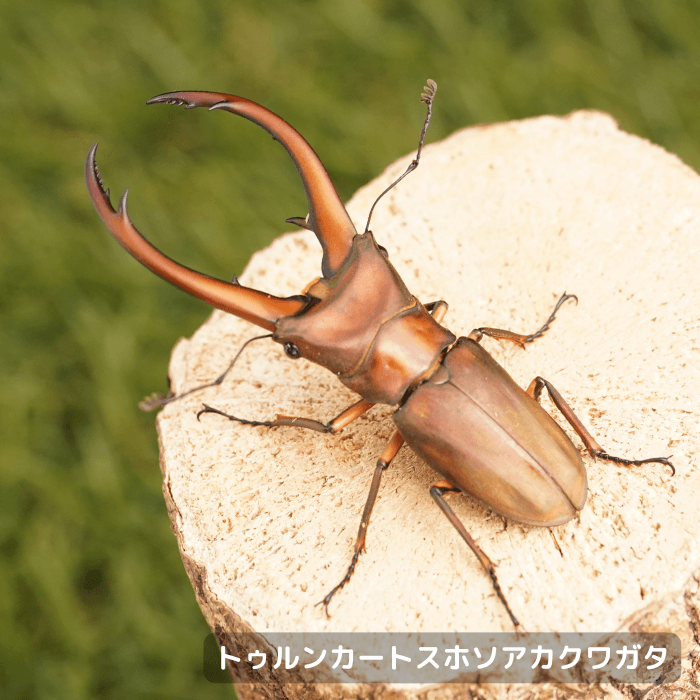 トゥルンカートゥスホソアカクワガタペアオス65mmUP（スマトラ島産）累代WD(虫)