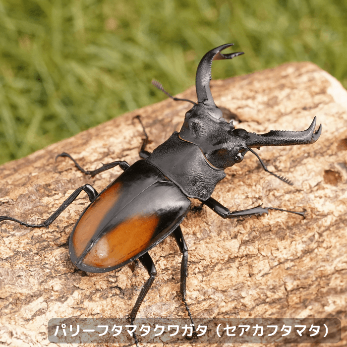 パリーフタマタクワガタ（セアカフタマタ）ペアオス70mmUP（ベンクール産）累代WD(虫)