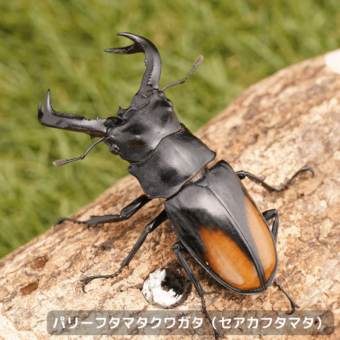 パリーフタマタクワガタ（セアカフタマタ）ペアオス75mmUP（ベンクール産）累代WD(虫)