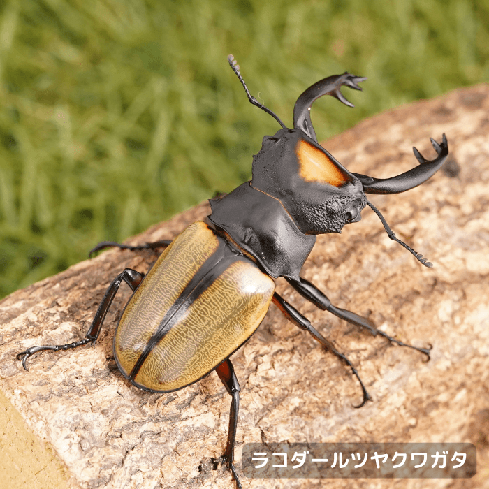 ラコダールツヤクワガタペアオス長歯75mmUP（アチェ産）累代WD(虫)