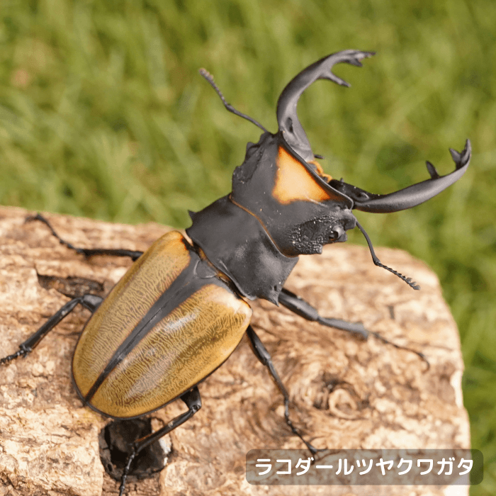 ラコダールツヤクワガタペアオス長歯80mmUP（ベンクール産）累代WD(虫)