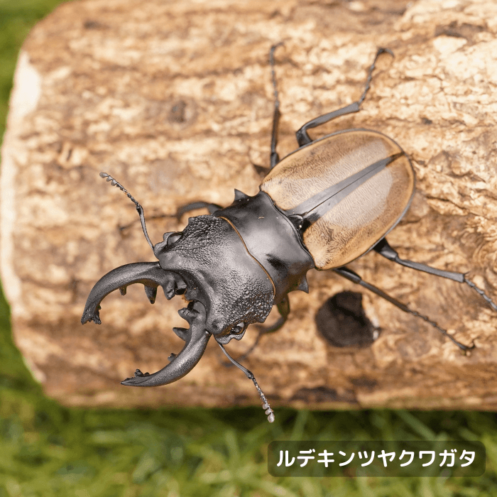 ルデキンツヤクワガタペアオス中歯65mmUP（ベンクール産）累代WD(虫)