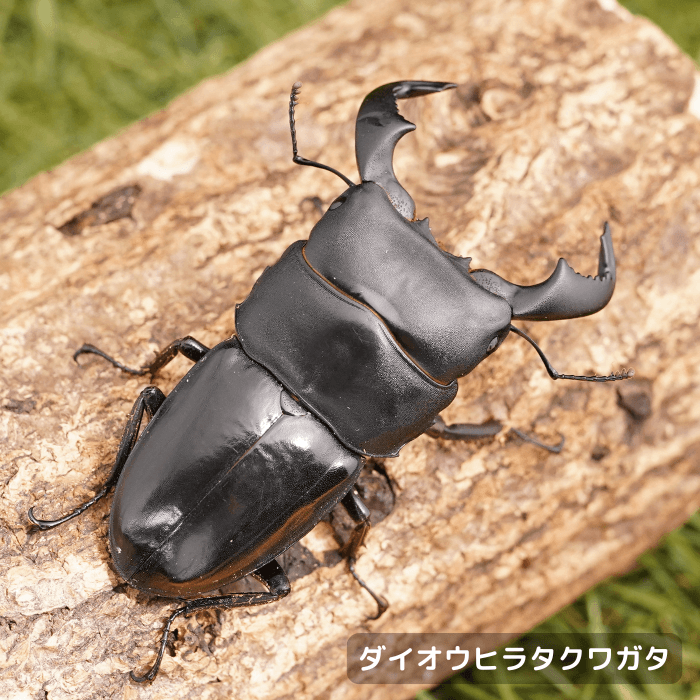 ダイオウヒラタクワガタペアオス70mmUP（東ジャワ産）累代WD(虫)