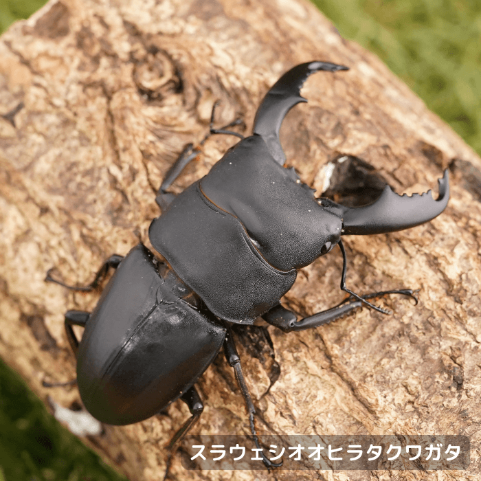 スラウェシオオヒラタクワガタペアオス75mmUP（シンジャイ産）累代WD(虫)
