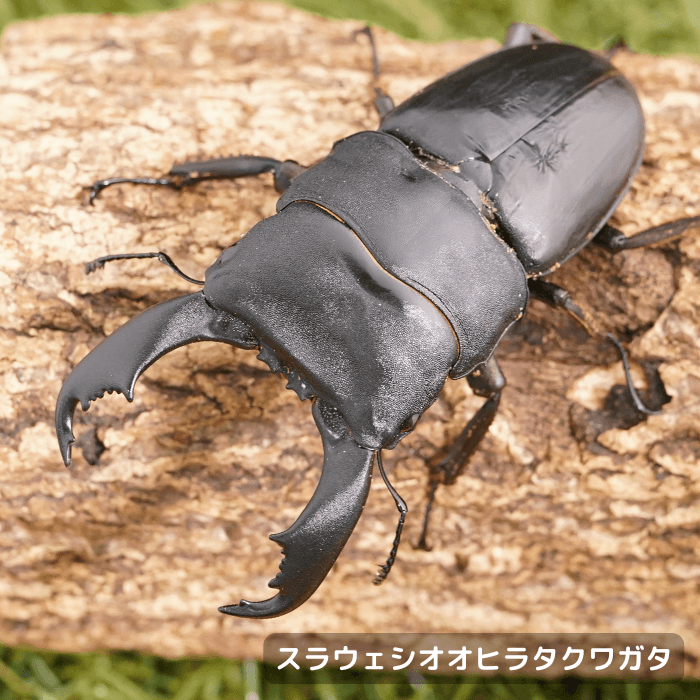 スラウェシオオヒラタクワガタペアオス80mmUP（シンジャイ産）累代WD(虫)