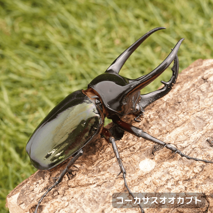 コーカサスオオカブトペアオス100mmUP（スカブミ産）累代WD(虫)