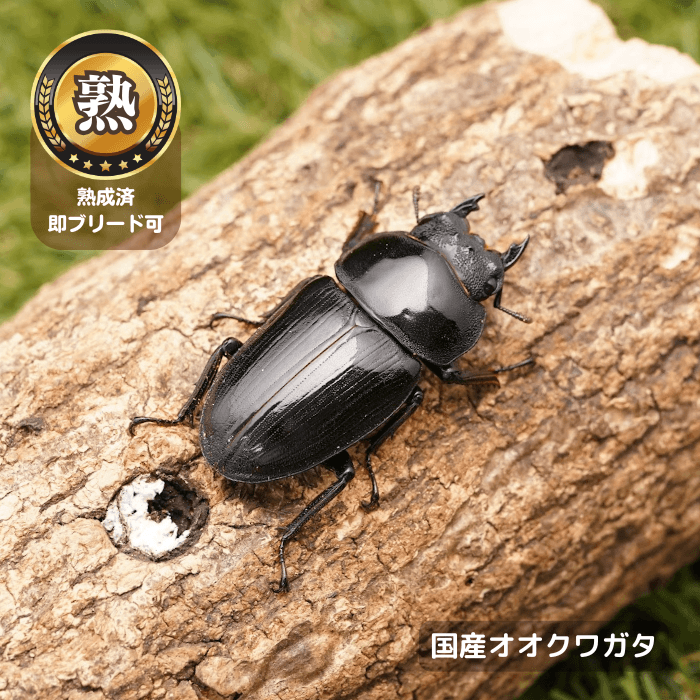国産オオクワガタ単品メス45mmUP（産地不明）累代CB※成熟済み(虫)