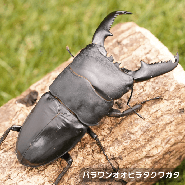 パラワンオオヒラタクワガタペアオス100mm（ガントン産）累代WF2(虫)