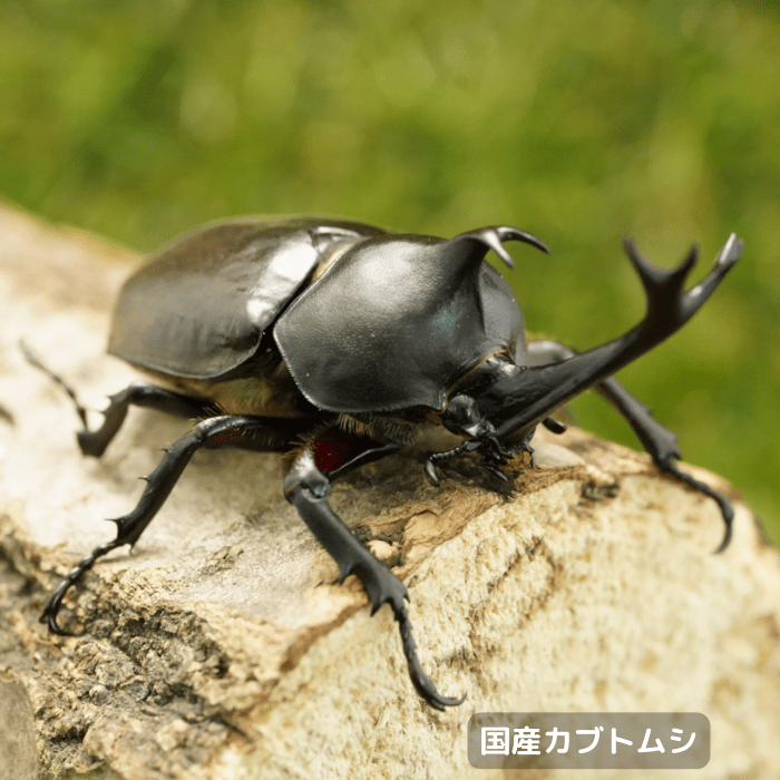 国産カブトムシペアオスサイズフリー（産地不明）累代CBF1(虫)
