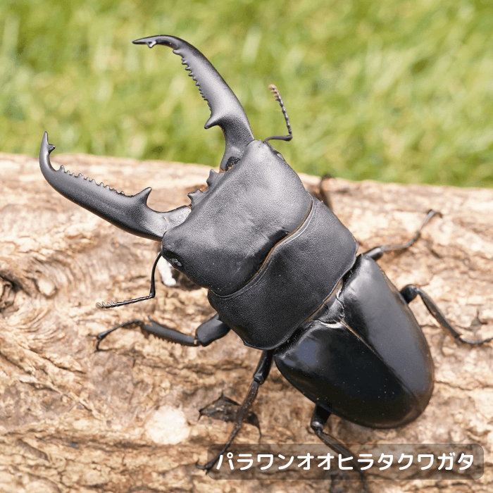 パラワンオオヒラタクワガタペアオス90mmUP（ガントン産）累代WF2(虫)